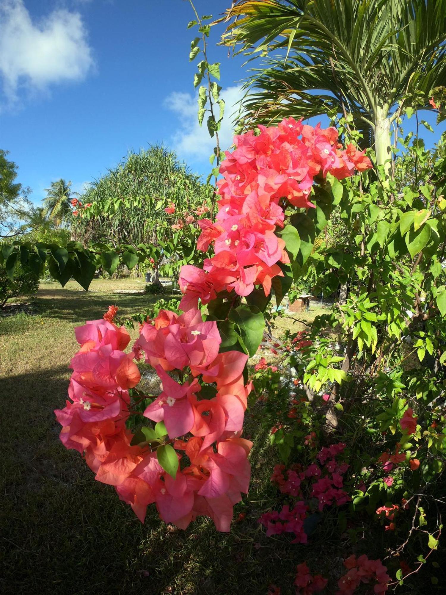 Moana Breeze Rangiroa - Rental Car Included - Air Conditioning - Wi-Fi Tiputa Exterior foto